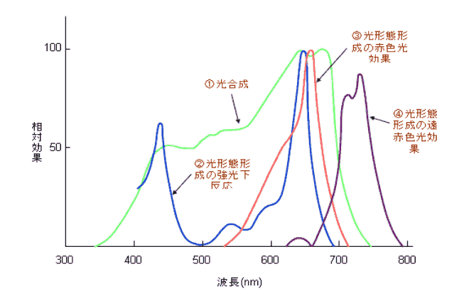 植物の光反応