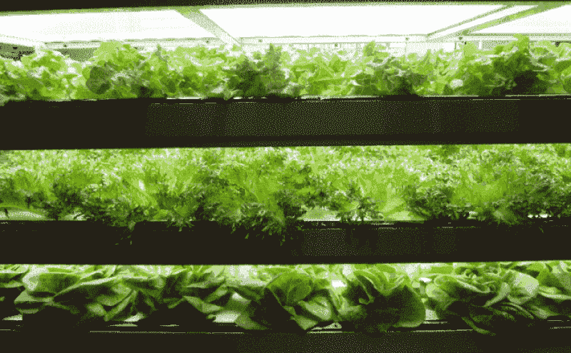 植物工場用LED照明